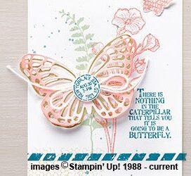 Butterflies are Here!